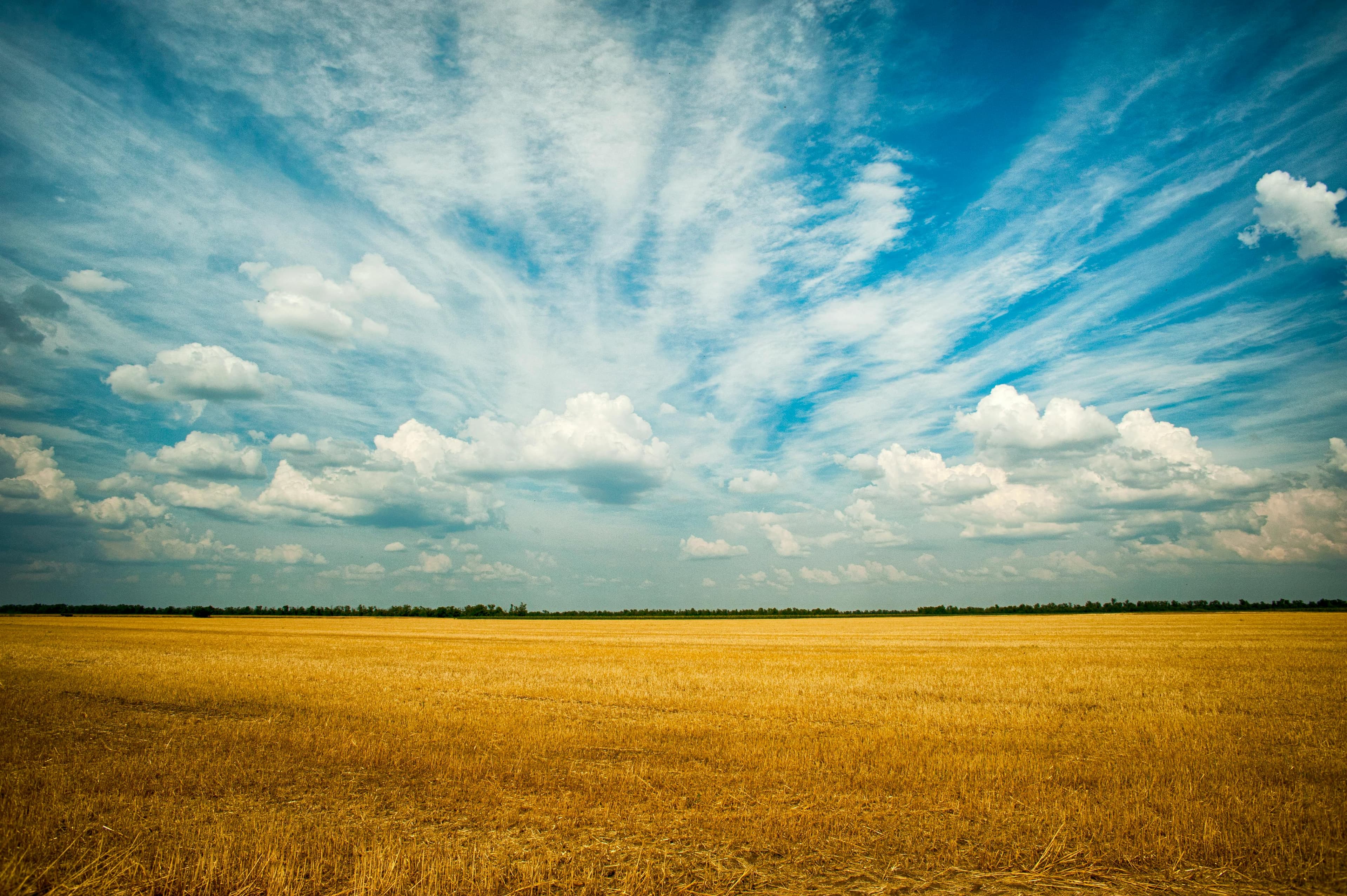 Landscape view of golden field under blue sky